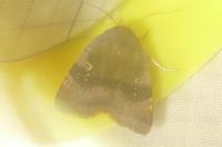 Noctua janthe/janthina