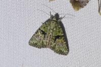 Cryphia algae