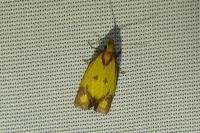 Agapeta zoegana
