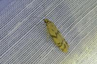 Homoeosoma sinuella