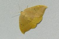 Watsonalla binaria