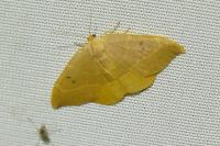 Watsonalla binaria