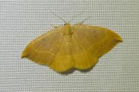 Watsonalla binaria