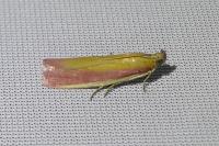 Oncocera semirubella