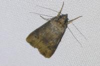 Agrotis ipsilon
