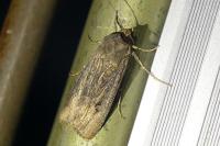 Agrotis ipsilon