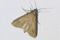 Agrotis ipsilon