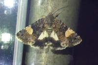Tyta luctuosa