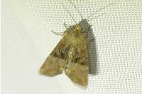 Mesoligia furuncula