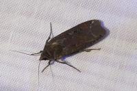 Noctua pronuba