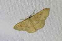 Idaea rubraria