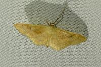 Idaea rubraria