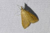 Udea ferrugalis
