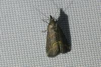 Schrankia costaestrigalis