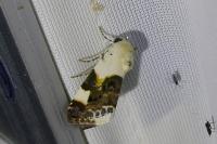 Acontia lucida