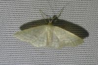 Idaea subsericeata