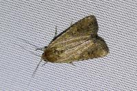 Spodoptera exigua