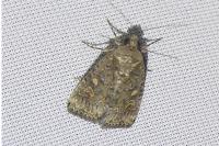 Spodoptera exigua