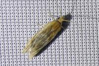 Eucosma