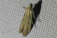 Phycitodes