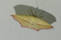 Timandra comae