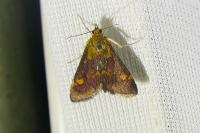 Pyrausta aurata