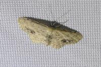 Idaea dimidiata