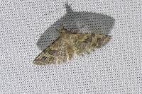 Alucita hexadactyla