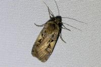 Xestia c-nigrum