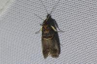 Acrobasis advenella