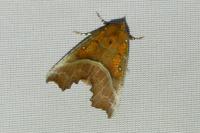 Scoliopteryx libatrix