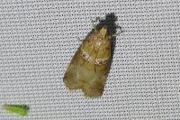 Acrobasis tumidana