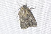 Acronicta rumicis