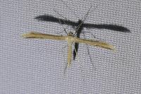 Emmelina argoteles/monodactyla