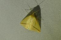 Rhodometra sacraria