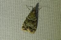 Eudonia mercurella
