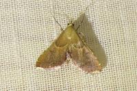 Endotricha flammealis