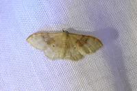 Idaea degeneraria