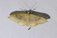 Idaea degeneraria