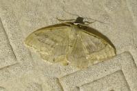 Idaea aversata