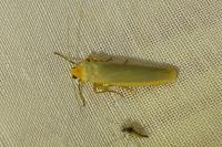 Manulea complana