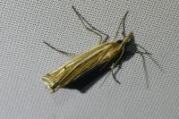 Ancylolomia tentaculella