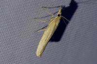 Pediasia contaminella