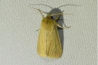 Mythimna pallens