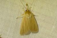 Mythimna pallens