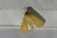 Mythimna pallens