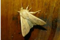 Mythimna unipuncta