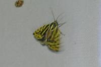 Emmelia trabealis