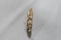 Infurcitinea captans