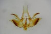 Infurcitinea captans